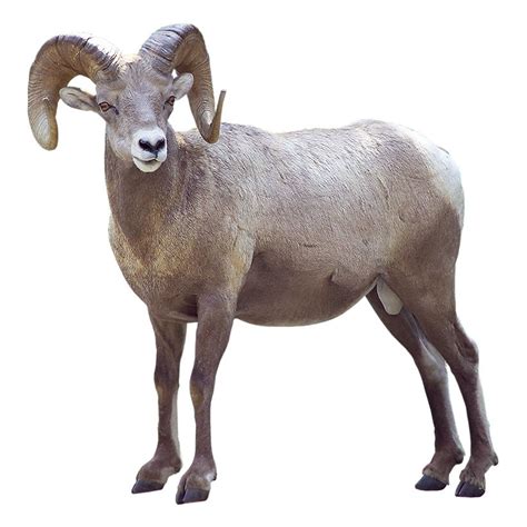 Bighorn Sheep Png Photo