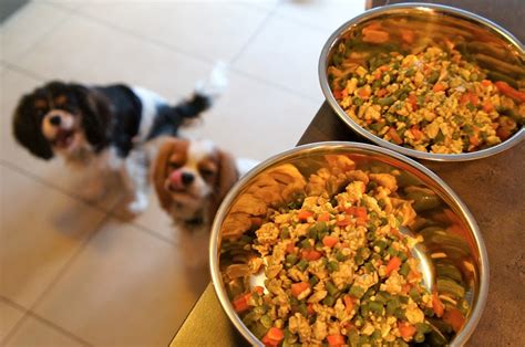 Alimentation Du Chien 3 Astuces Pour Qu Il Soit En Pleine Forme