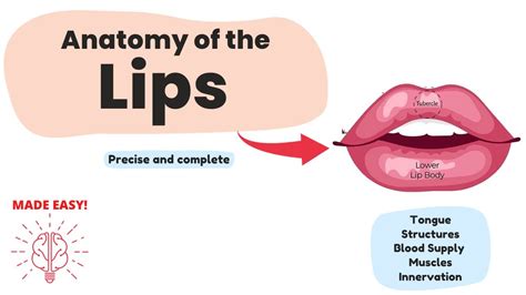 Anatomy Of The Lips Short And Complete Human Anatomy Youtube