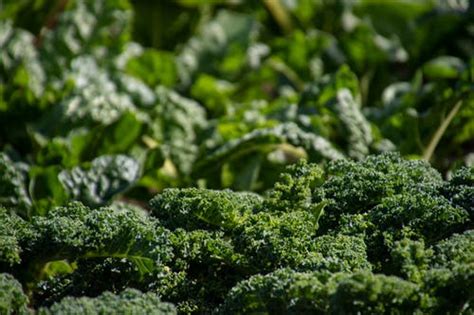 How To Spot Broccoli Worms And Get Rid Of Them For Good