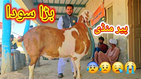 Bakra Eid Mandi 2024 Mandi Bahut Sasti YouTube