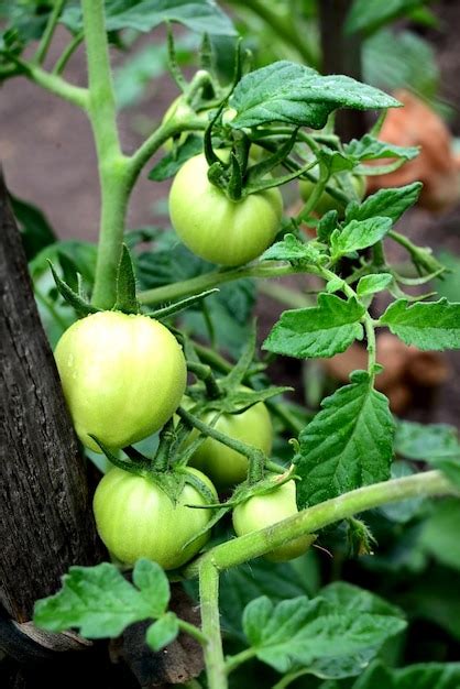 Plantas De Tomate En Invernadero Plantaci N De Tomates Verdes