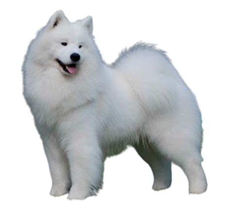 10 Most Majestic Dog Breeds