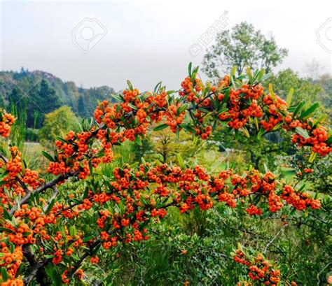 Argousier autofertile Friesdorfer Orange - Hippophae rhamnoides