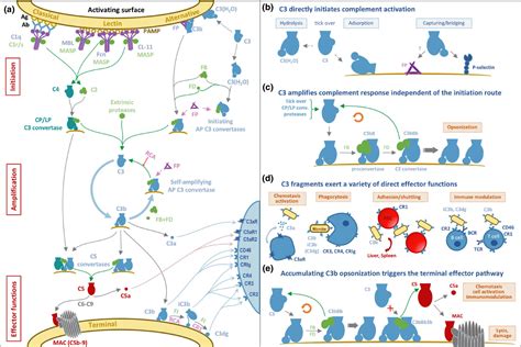 Unraveling The Macromolecular Pathways Of Igg Off