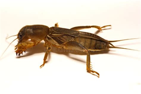 Grillo De Topo Gryllotalpidae Aislado En El Fondo Blanco Foto De