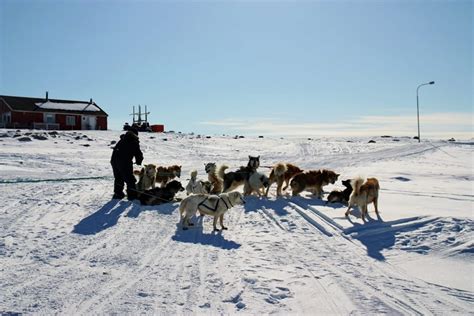 Arctic Wildlife Safari | 8 Days | Ittoqqortoormiit | East Greenland ...