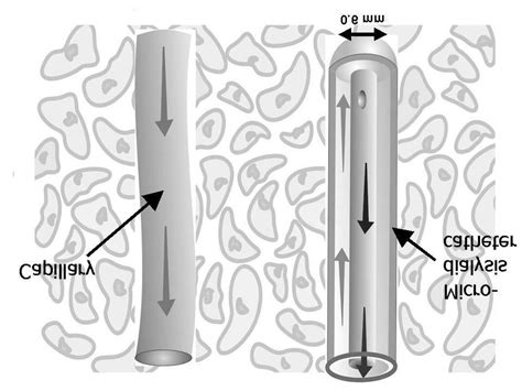 The microdialysis technique mimics the function of a blood capillary by ...