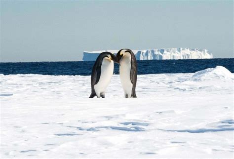 Life in Antarctica - Antarctic and Southern Ocean Coalition