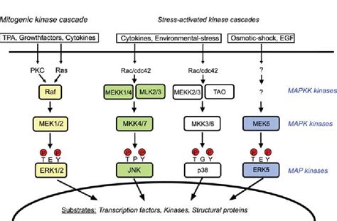 Figure 1 From Rna Viruses And The Mitogenic Rafmekerk Signal