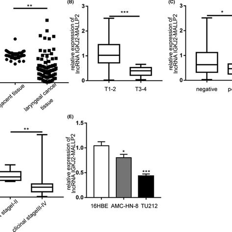 Lncrna Igkj Mallp Expression In Laryngeal Carcinoma Tissue And Cell