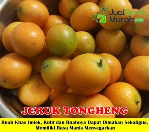 Jual Bibit Jeruk Tongheng Super Genjah JualBenihMurah