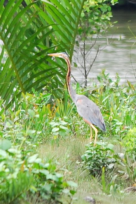 Purple Heron Birds Of Singapore · Inaturalist