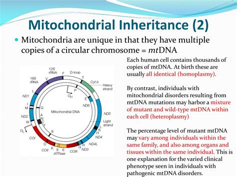 PPT LP7 Inheritance Heredity And Genetic Diseases PowerPoint