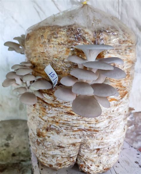 Details More Than Mushroom Bags For Sale Best In Cdgdbentre