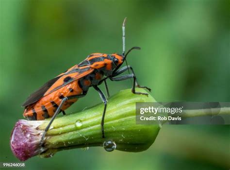 369 Australian Beetles Stock Photos, High-Res Pictures, and Images ...