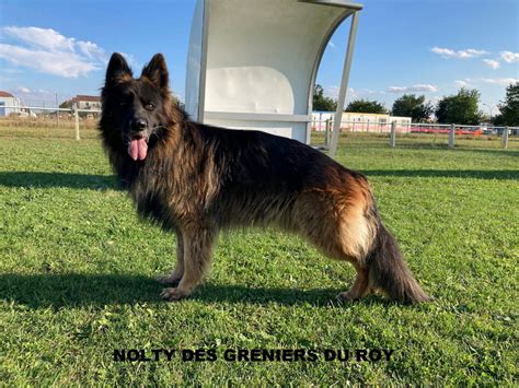 Propose Saillie Berger Allemand Poil Long Lof Uncompagnon Fr