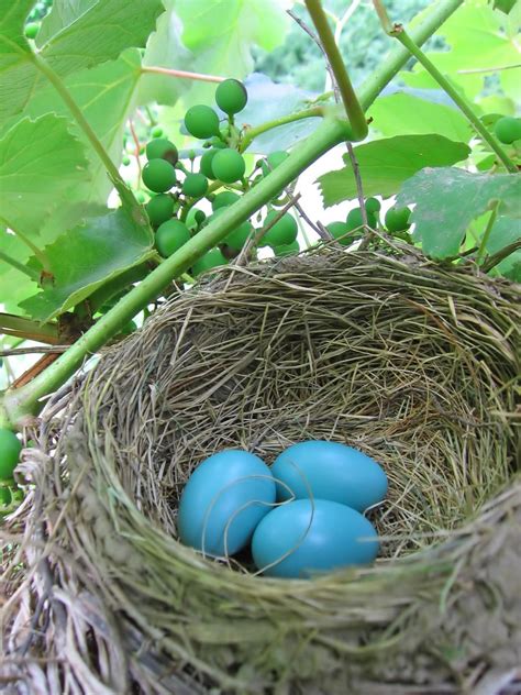 Robin's Eggs Free Photo Download | FreeImages