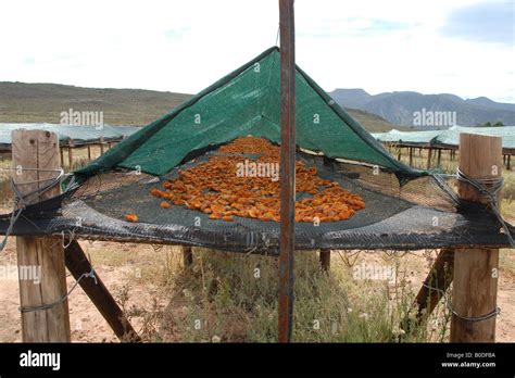 Montagu dried fruit & nuts (13 Stock Photo - Alamy