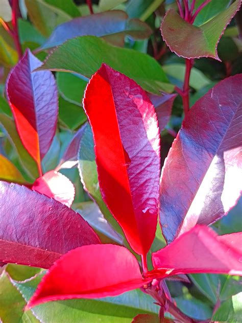 Photinia Fraseri Red Robin Shrub Plants For Design