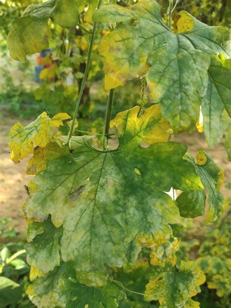 Bitter Gourd Diseases: Effective Management Strategies