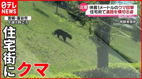 【体長1メートル】道路を横切るクマ目撃 近くには学校も 宮城・富谷市 Youtube