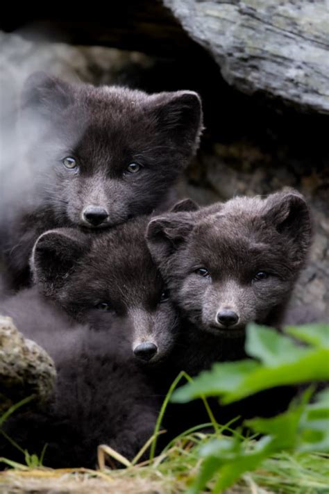 Photographing Adorable Arctic Fox Cubs Emerging From Their Dens | PetaPixel