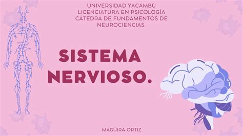 Sistema Nervioso🧠 Unidad 2 Uny Youtube