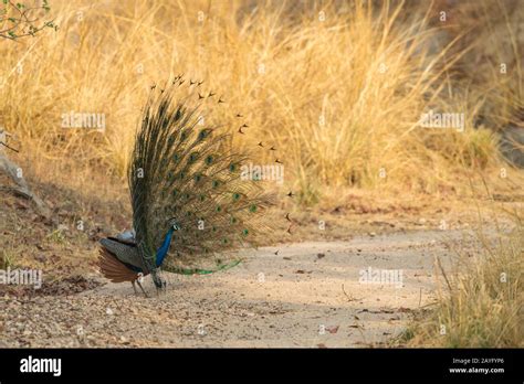 Indian Peafowl Pavo Cristatus Adult Male In Full Display Pench