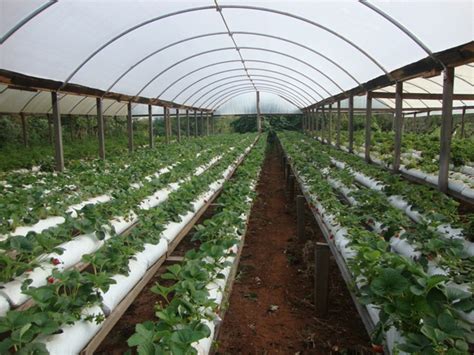 Morango Cultivado Em Substrato Ou Em Semi Hidroponia Revista Campo