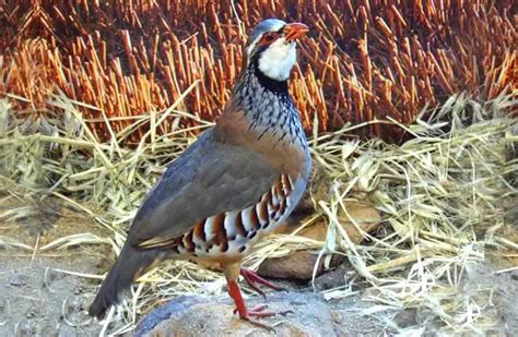 Partridge - Description, Habitat, Image, Diet, and Interesting Facts