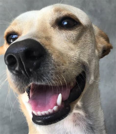 The Only Perfect Chihuahua Lab Mix Guide Youll Ever Need