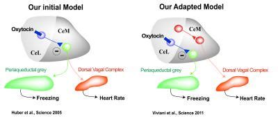 Flee Or Freeze Oxytocin May Make The Differe EurekAlert