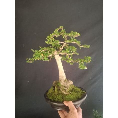 Jual Bonsai Hokiantea Sesuai Gambar Shopee Indonesia