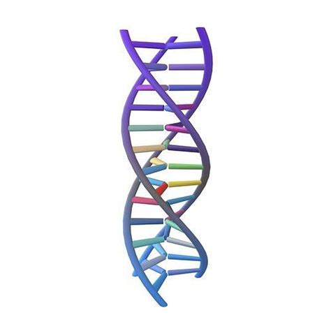 Triple Helix DNA V1 006 3D Model CGTrader