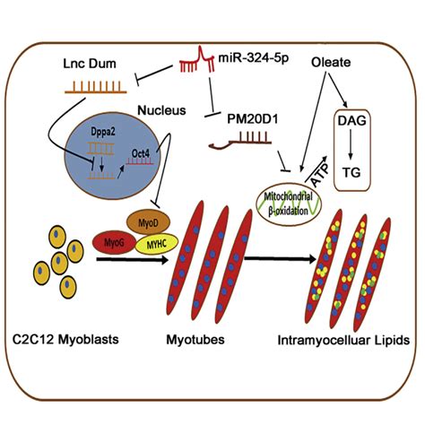 MiR 324 5p Inhibits C2C12 Cell Differentiation And Promotes