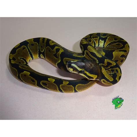 Scaleless Head Ball Python - babies - Strictly Reptiles Inc.