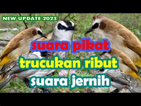 Suara Pikat Burung Kecil Paling Ampuh Trucukan Ribut Suara Jernih Youtube