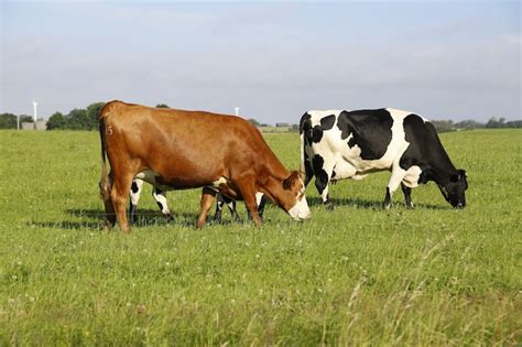 Primer Plano De Vacas Pastando En Un Campo En Una Tarde Soleada Foto