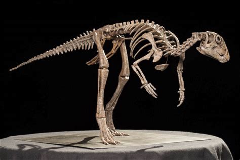 A Unique Siberian Dinosaur Exactly As It Looked 150 Million Years Ago