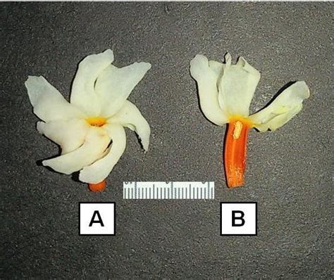 Flowers Of Nyctanthes Arbor Tristis Figure 2 Flower A Entire Flower