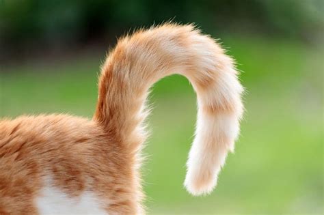 Why Do Cats Have Tails Vet Reviewed Science Facts Catster