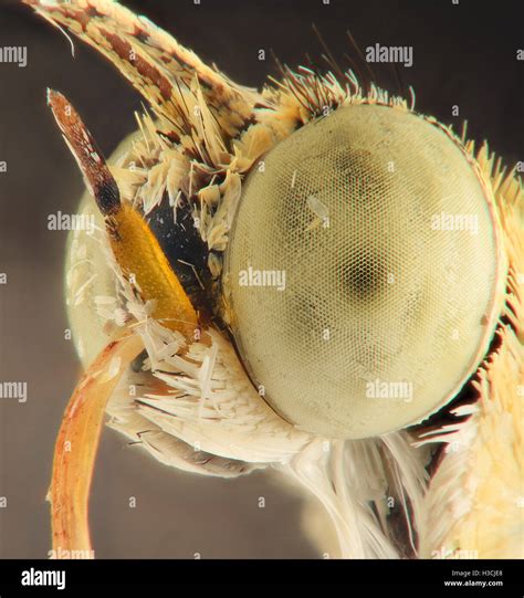 Extreme magnification - Butterfly head Stock Photo - Alamy