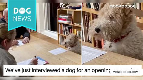 Dog Interview Went Viral After How He Replied In Interview Monkoodog