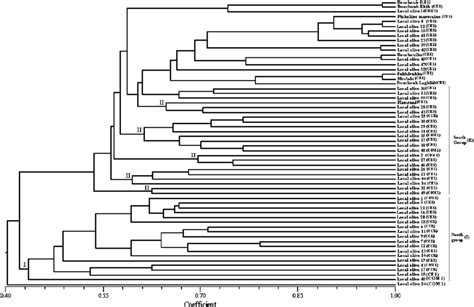 Genetic Relationships Among Moroccan Olive Germplasm The Dendrogram