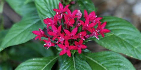 Gardening in Florida's Rainy Season | Living Color Garden Center