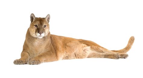 Retrato De Filhote De Puma Puma Concolor Em Pé Foto Premium