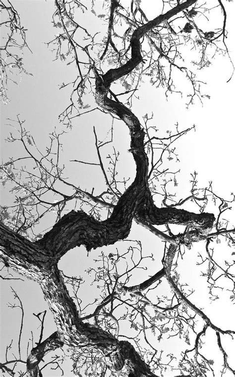 An Old Tree With No Leaves Is Shown In Black And White