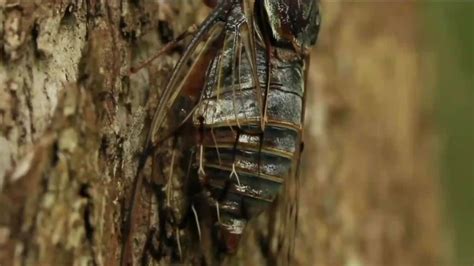 Billions Of Cicadas Are Set To Appear In A Rare Double Brood Emergence