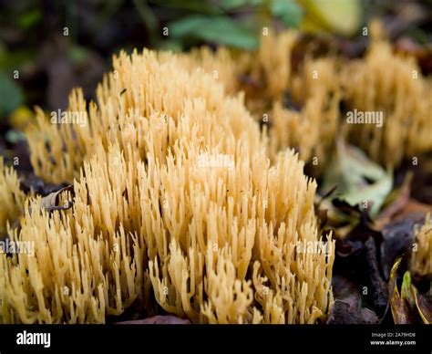 Upright Coral Fungus Ramaria Stricta Growing In Woodland Autumn UK